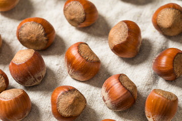 Organic Raw Dry Hazelnuts
