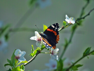 The red admiral (Pyrameis atalanta) drinks nectar from cherry plum blossoms and flower pollinator. Crimea