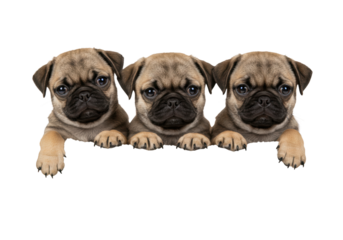 Adorable photorealistic studio shot of three fawn Pug puppies huddled closely together but individually visible inside a simple wicker basket lined with a soft white blanket. Puppies looking out 