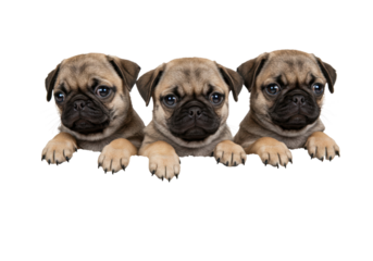 Adorable photorealistic studio shot of three fawn Pug puppies huddled closely together but individually visible inside a simple wicker basket lined with a soft white blanket. Puppies looking out 