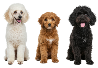 Photorealistic studio shot showcasing three Poodles side-by-side: one standard white poodle in a continental clip, one miniature apricot poodle in a puppy clip, and one toy black poodle 