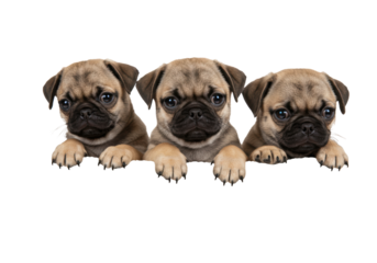 Adorable photorealistic studio shot of three fawn Pug puppies huddled closely together but individually visible inside a simple wicker basket lined with a soft white blanket. Puppies looking out 