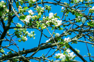 Horticulture. Cultivated apple tree at limit of its northeastern distribution. Blooming apple tree in subpolar area. Branches are gnarled and short and are affected by lichens. Always few flowers