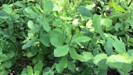 Green Indian Camphorweed Leaves Close-Up – Pluchea Indica Herbal Plant Used in Traditional Medicine and Aromatic Healing Remedies
