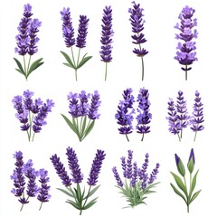 Elegant Collection of Lavender Blooms Illustrating Natural Beauty and Serenity in Various Stages of Growth and Color