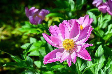 Obraz premium シャクヤクの花