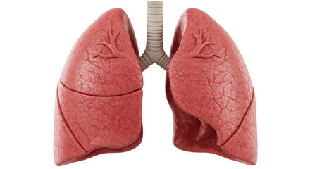 Isolated Lungs