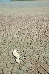 Schapenvacht deken Severe drought leads to the drying up of reservoirs and the death of livestock (loss of cattle). A dead sheep on the cracked earth of the lake. Consequences of global warming © max5128