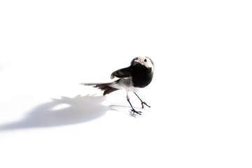 European birds. Shooting white wagtails, pied wagtail (Motacilla alba male in breeding plumage) on a white background from different angles.