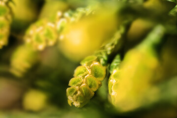 Young lump cones of blossoms Cupressus arizonica, Allergens Plants. Ultra macro