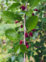 red mulberries hang on the branch with green leaves