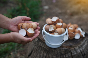Close-up of hands holding eggshells in  garden, ready to be used for composting. Concept: food...