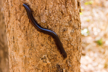 Millipede Spirostreptida, Parilis from the rainforest of Vietnam.