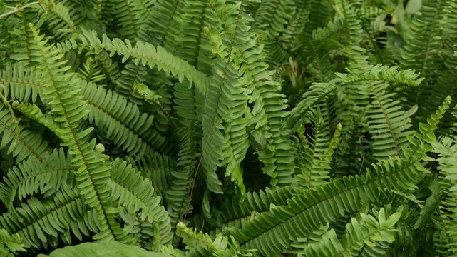 Nephrolepis cordifolia, Sword Fern, Fishbone Fern nature forest garden background.