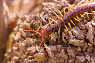 A large scolopendra in a wet mountain rainforest. Probably an amphibious centipede Scolopendra cataracta. In winter (dry season). Tenasserim. Thailand