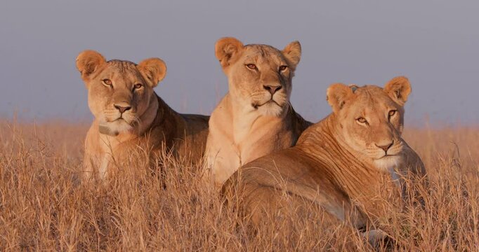 Wide shot of three lions (Panthera leo) surveying the savannah grasslands at sunrise in Kenya.