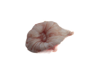 The anatomy of fish, Pharynx, pharyngeal sphincter of a pike. Organs are dissected on a white...