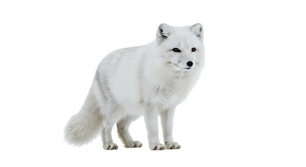 Obraz premium Arctic Fox Stunning White Fox Image isolated on white background