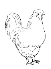 hen and rooster