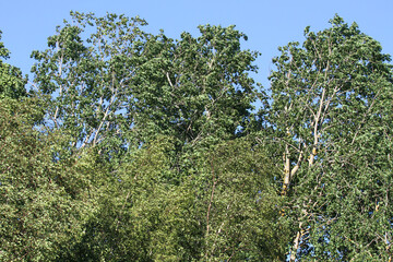 Strong wind in the northern summer forest. Aspens bend under the pressure of the wind