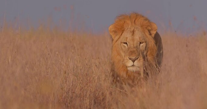Wide shot of a male lion (Panthera leo) walking lazily across the savannah during the morning in Kenya.