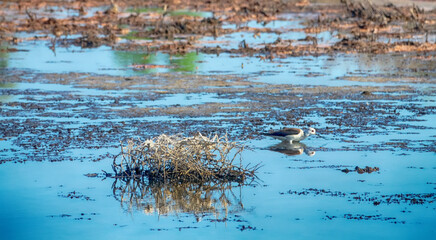 Black-winged stilts (Himantopus himantopus) as inhabitants of heavily polluted water bodies (sewage...