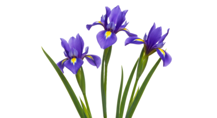 Photorealistic studio shot of three tall, elegant blue irises with characteristic ruffled petals showing yellow markings near the base, distinctly separated but arranged in a close group, 
