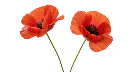 Obraz premium Photorealistic studio shot of two delicate red poppy flowers with thin, crinkled petals and dark centers, positioned side-by-side with thin green stems, distinctly separate. Set against 