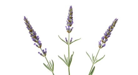 Naklejka premium Photorealistic studio shot of three distinct sprigs of lavender with small purple buds and grey-green stems, arranged parallel in a neat horizontal row, clearly separated. Set against a plain solid 