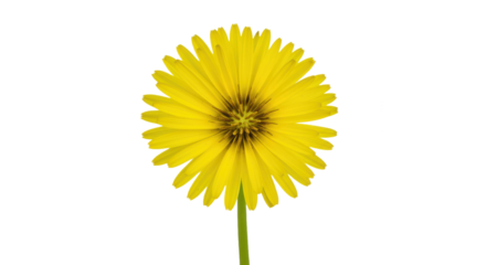 Photorealistic studio shot showing two dandelions side-by-side but distinctly separate: one a bright yellow flower head, the other a fluffy white seed head (blowball). Both with green stems. Set again