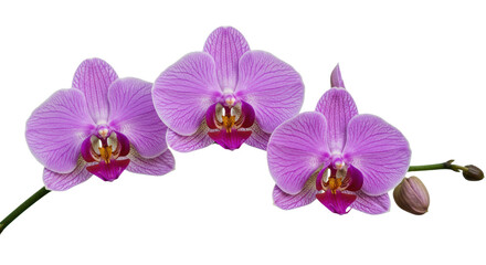 Fototapeta premium orchid isolated on white background