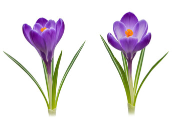 Naklejka premium Photorealistic studio shot of two vibrant purple crocus flowers, cups slightly open, revealing orange stamens, emerging side-by-side with thin green leaves from the base, distinctly separate blooms. 