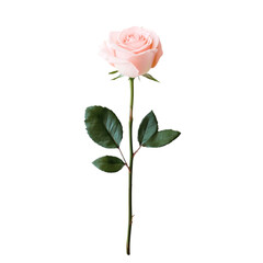 Obraz premium Single pale pink rose on black background elegant floral beauty