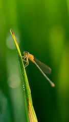 Lush green blades of grass with damselfly dragonfly. Fresh morning dew at sunrise. water drops from grass. Summer nature macro pattern, fresh rain drops on green leaf. 