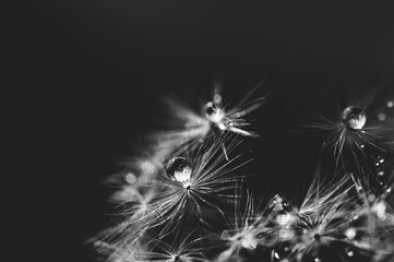 Macro nature. Beautiful dew drops on dandelion seed macro. Beautiful soft background. Water drops on parachutes dandelion. Copy space. soft focus on water droplets. circular shape, abstract background