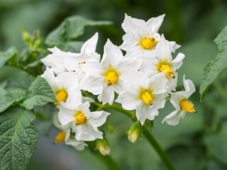 White flower of blooming potato plant. Beautiful white and yellow flowers of Solanum tuberosum in bloom growing in homemade garden. Close up. Organic farming, healthy food, BIO viands, back to nature.