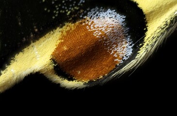 Extreme Macro of Butterfly Wing Scales, Iphiclides podalirius