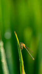 Lush green blades of grass with damselfly dragonfly. Fresh morning dew at sunrise. water drops from grass. Summer nature macro pattern, fresh rain drops on green leaf. 