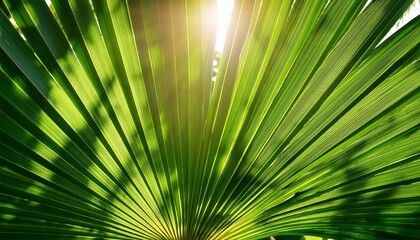 Fototapeta premium sunlight filtering through vibrant green palm leaves
