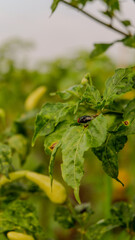 photo of a large chili plant in a village