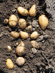 Pile of newly harvested potatoes - Solanum tuberosum on field. Harvesting potato roots from soil in homemade garden. Organic farming, healthy food, BIO viands, back to nature concept.