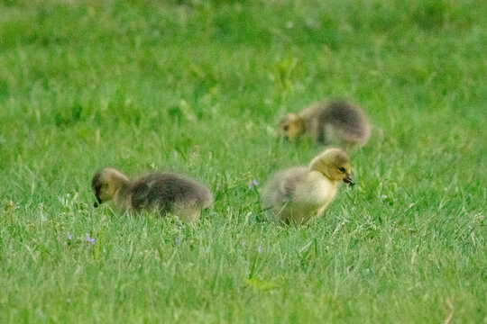 ducklings on the grass