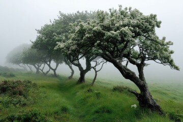 Fototapeta premium Eerie Row of Flowering Trees in Overcast Landscape on Grassy Hillside with Foggy Atmosphere and Mystical Feeling
