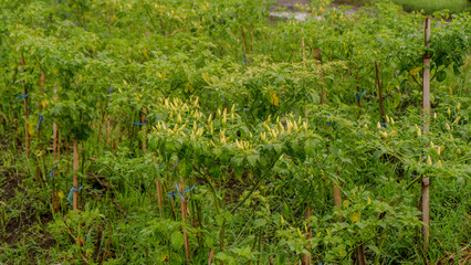 photo of a large chili plant in a village