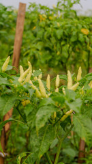 photo of a large chili plant in a village