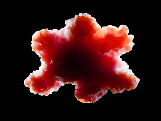 Organoid  tissue. An organoid is a miniaturized and simplified version of an organ produced in vitro. 