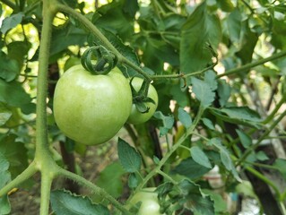 Fresh green tomato still on tree in organic plant garden 