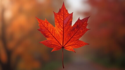 Maple leaf floating in air