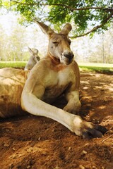 Naklejka premium Relaxed Kangaroo Lying Under Tree in Brisbane, Australia