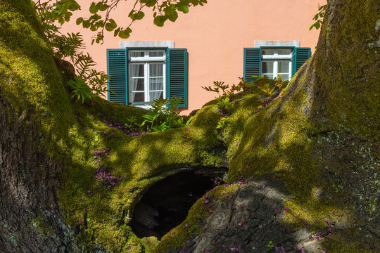 Mossy tree trunk framing windows at tapada nacional de mafra